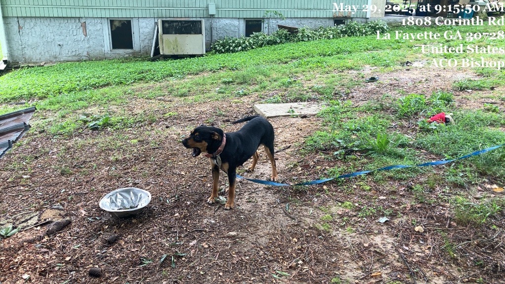 Lady - Available awaiting S/N