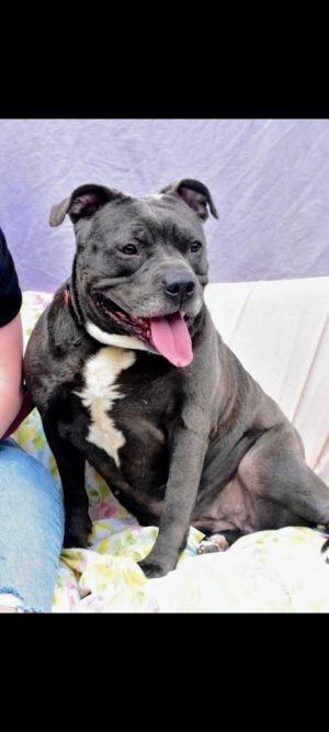 Nala-Sponsored, Adult Female unknown