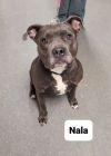 Nala-Sponsored photo 2