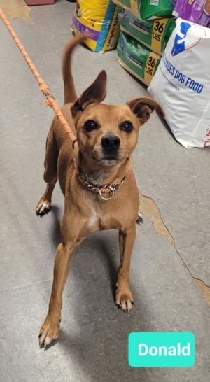 Donald, Adult Male Miniature Pinscher