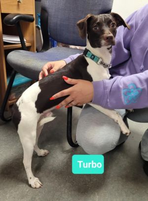 Turbo, Young Male unknown