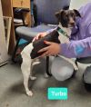 Turbo photo 2