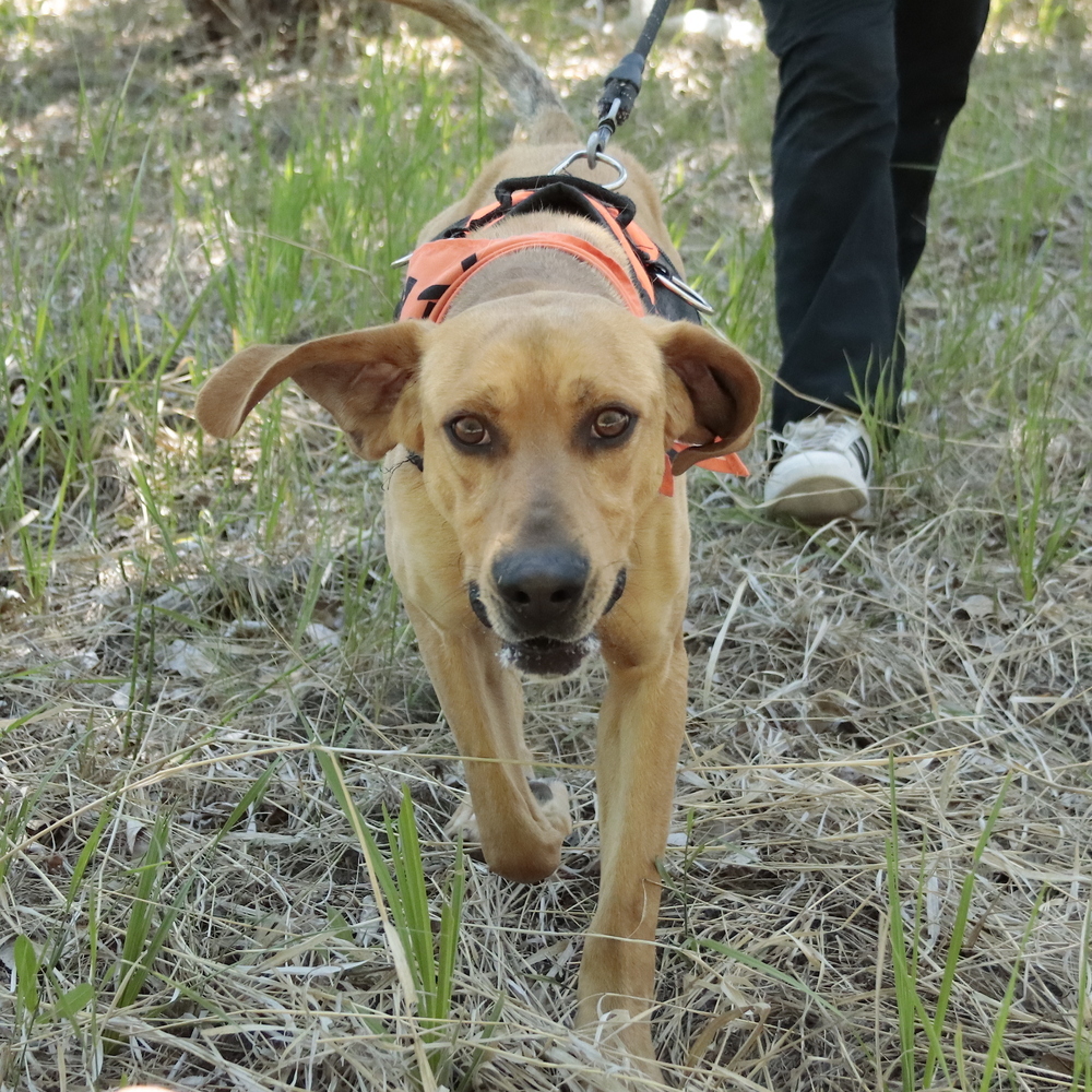 Waylon, an adoptable Plott Hound in Salmon, ID, 83467 | Photo Image 1