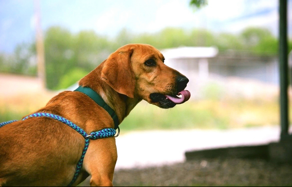 Waylon, an adoptable Plott Hound in Salmon, ID, 83467 | Photo Image 1