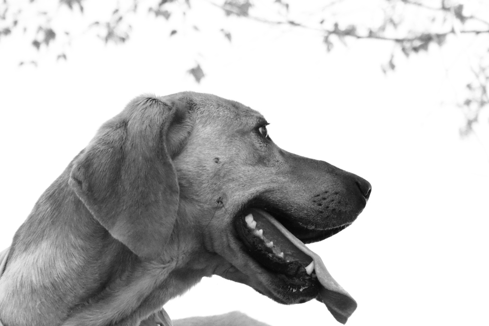 Waylon, an adoptable Plott Hound in Salmon, ID, 83467 | Photo Image 2