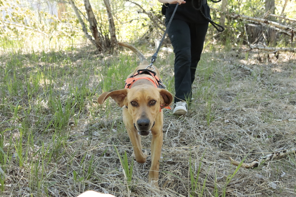 Waylon, an adoptable Plott Hound in Salmon, ID, 83467 | Photo Image 4