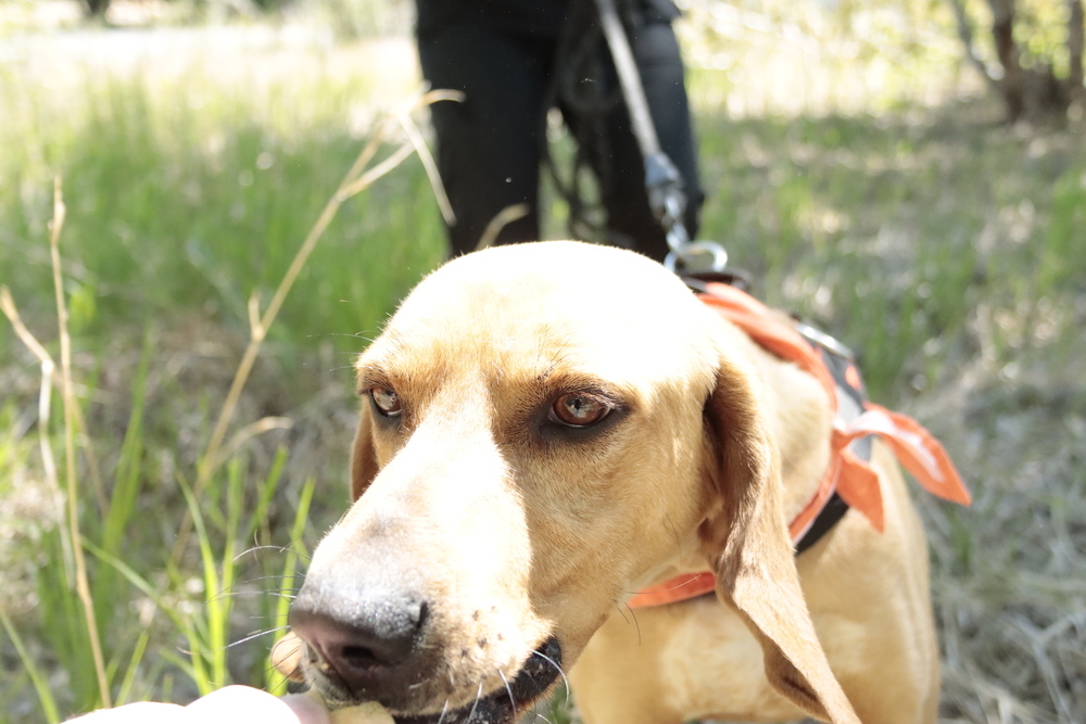 Waylon, an adoptable Plott Hound in Salmon, ID, 83467 | Photo Image 5
