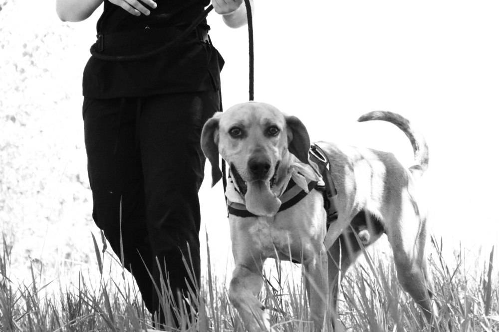 Waylon, an adoptable Plott Hound in Salmon, ID, 83467 | Photo Image 6