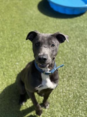 Bluey, Young Male American Staffordshire Terrier