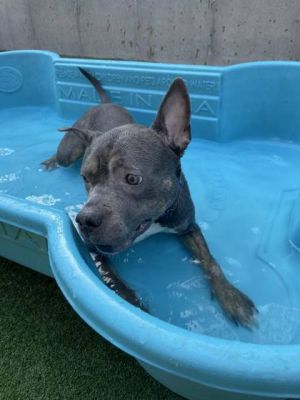 Magenta, Adult Female Pit Bull Terrier