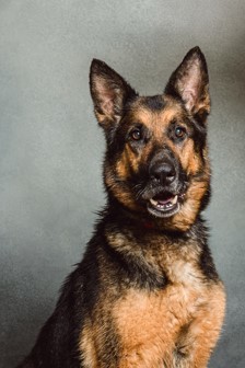 Wolfenden, Adult Male German Shepherd Dog