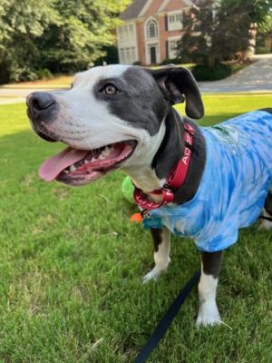 RINGO is a STAR Ringo is honestly one of the best dogs we have ever been around He is a