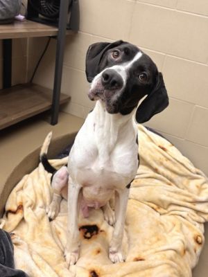 Say hello to Tyson Tyson may be shy about interactions with new people at first but warms up quick