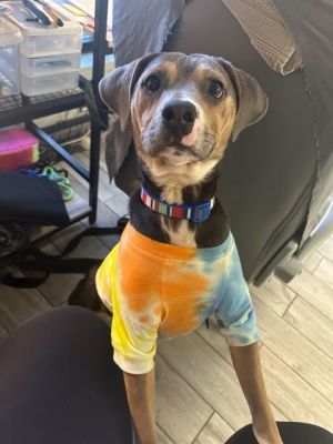 Tippy Pit Bull Terrier Dog