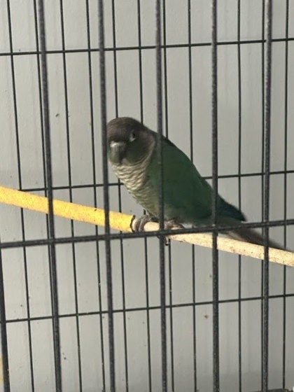 Mango