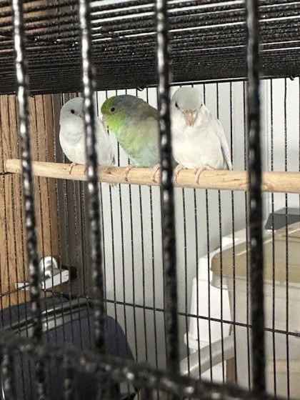 Guava