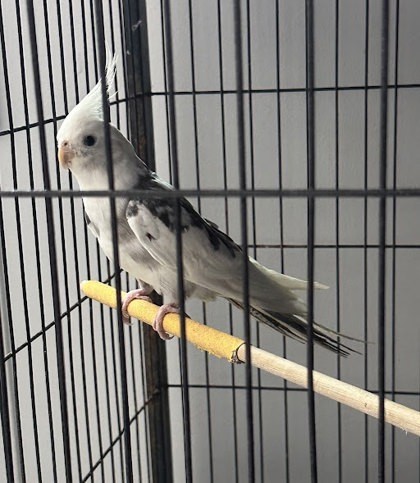 Speckle