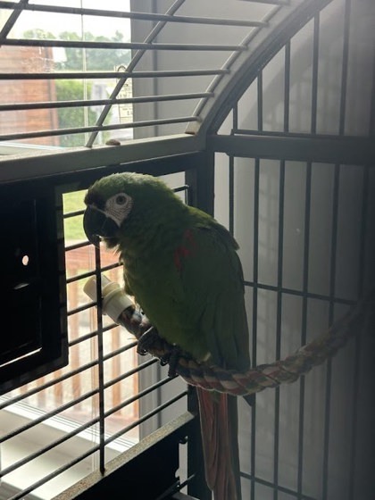 Clyde