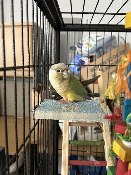 Kiwi