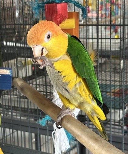 Bo