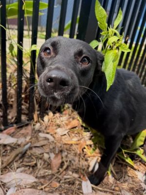 Meet Kylie a spirited and lively canine who is always ready for fun Her energy knows no bounds an