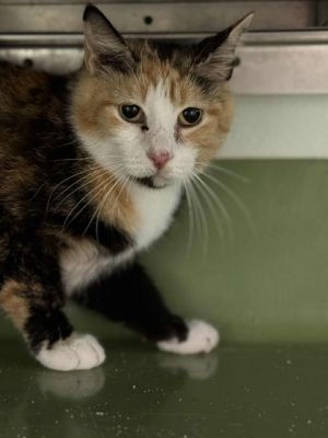 Madame Sparkles, Adult Female Domestic Short Hair