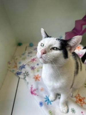Raven, Adult Female Domestic Short Hair
