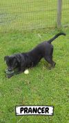 Prancer photo 2