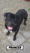 Prancer photo 3