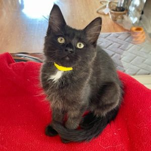 Hello there Im Beatrice -- a vision in smoky black fur with a dainty white locket on my chest add