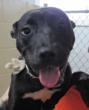 Newark, Young Female Labrador Retriever