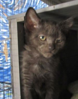 Dungaree, Baby Male Domestic Short Hair