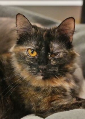 Koa is a shy gentle girl who came from a severe neglect case with seven other cats Shes still lea