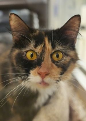 Reign is a shy quiet cat who came from a severe neglect case with seven other cats Shes still lea