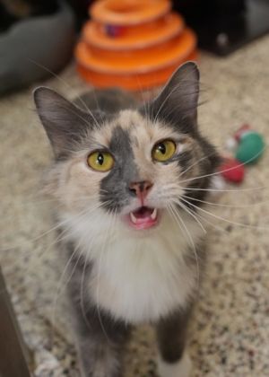Moxie was rescued from a severe neglect case with seven other cats Shes still learning to trust pe
