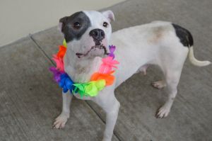 Chata (In Foster), Adult Female Pit Bull Terrier