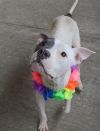 Chata (In Foster) photo 3