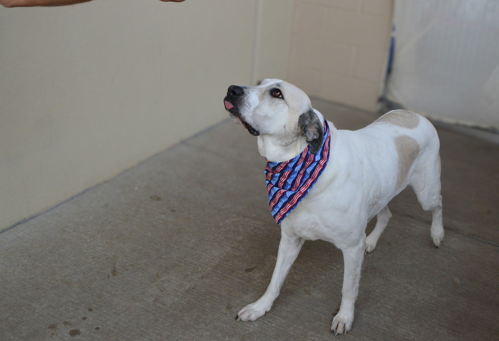 Sherlock Bones (In Foster)