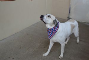 Sherlock Bones (In Foster), Young Male Great Pyrenees