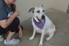 Sherlock Bones (In Foster) photo 2