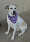 Sherlock Bones (In Foster) photo 3