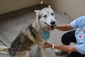 Bear, Adult Male Husky