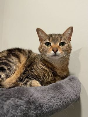 Munchkin, Young Female unknown