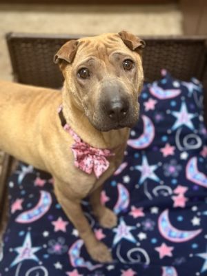 Neptune, Adult Female Shar-Pei