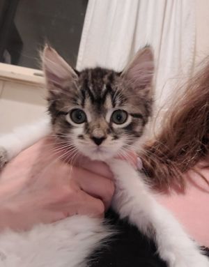 Brenda, Baby Female Domestic Short Hair