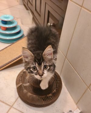 Kelly Domestic Short Hair Cat