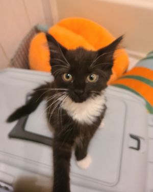 Donna, Baby Female Domestic Short Hair