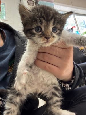 Brandon Domestic Short Hair Cat