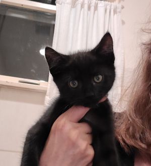 Dylan Domestic Short Hair Cat