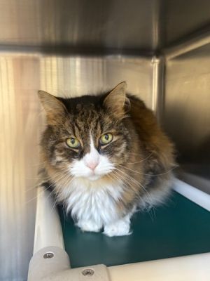 Woollybear Domestic Short Hair Cat